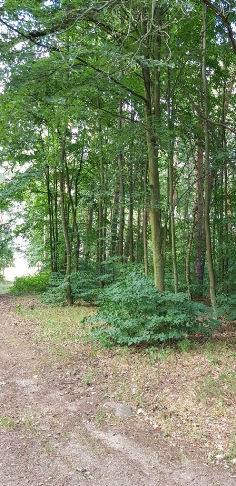 Działka leśna Górowo. Zdjęcie 8