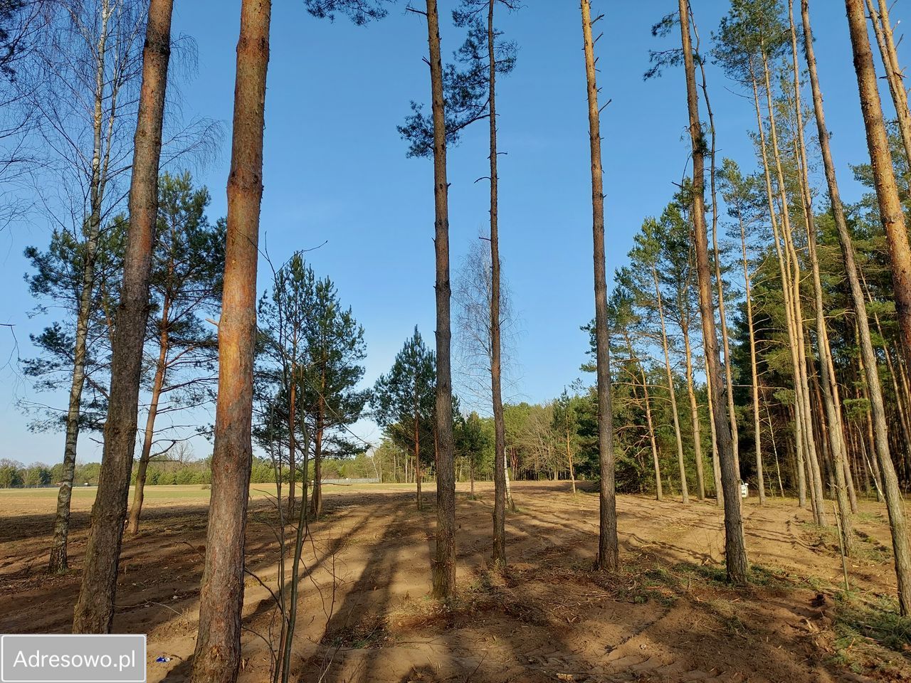 Działka rekreacyjna Rogóźno. Zdjęcie 9