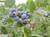 Działka budowlana Modliszewice. Zdjęcie 1