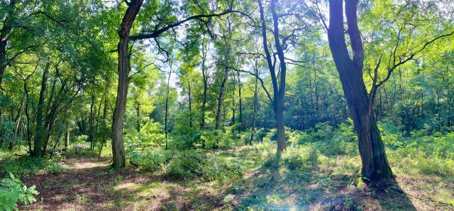 Działka leśna Orła. Zdjęcie 1