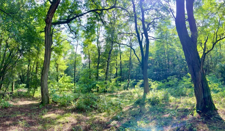 Działka leśna Orła