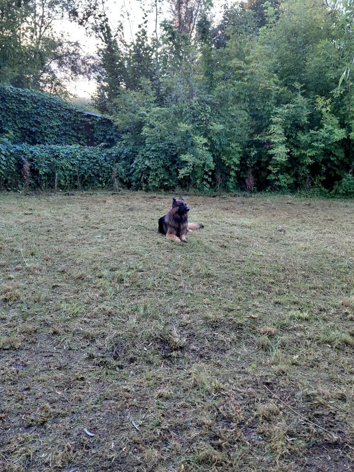 Działka rod Dymaczewo Nowe. Zdjęcie 4