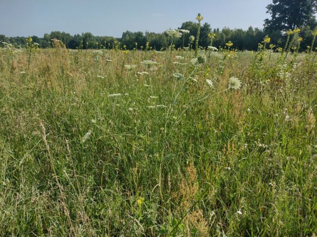 Działka rolna Grzybów Stary Grzybów. Zdjęcie 1