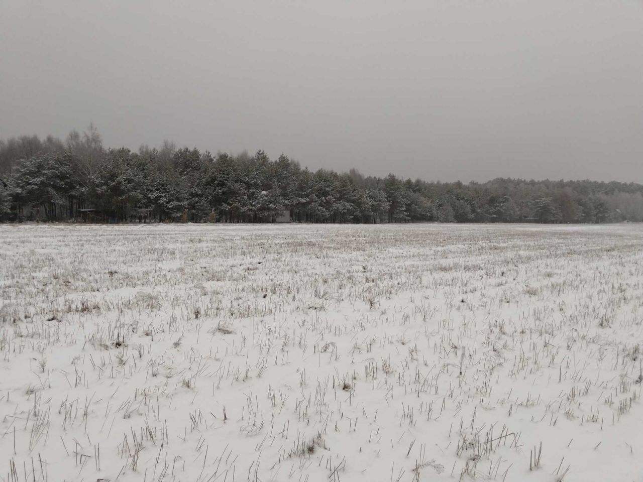 Działka budowlana Choinek. Zdjęcie 4