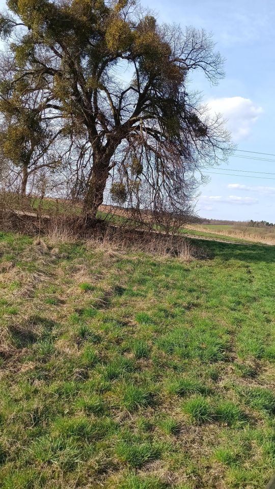 Działka budowlana Dąbrówka. Zdjęcie 6
