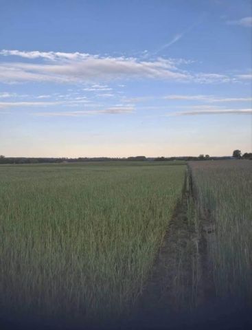 Działka rolno-budowlana Borówno. Zdjęcie 1