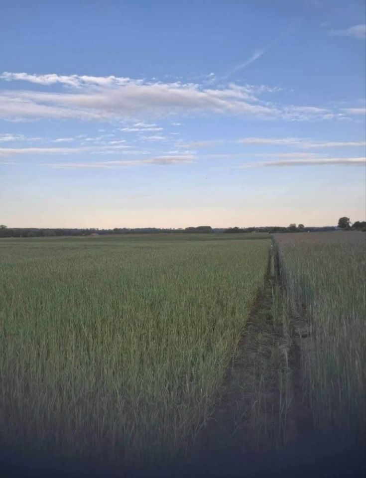 Działka rolno-budowlana Borówno