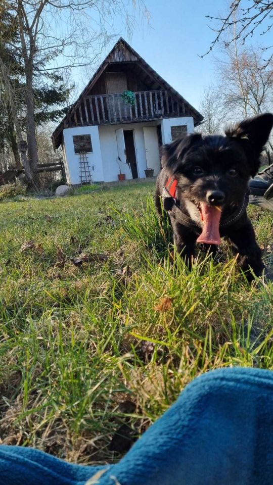 Działka rod Krosno Odrzańskie. Zdjęcie 3