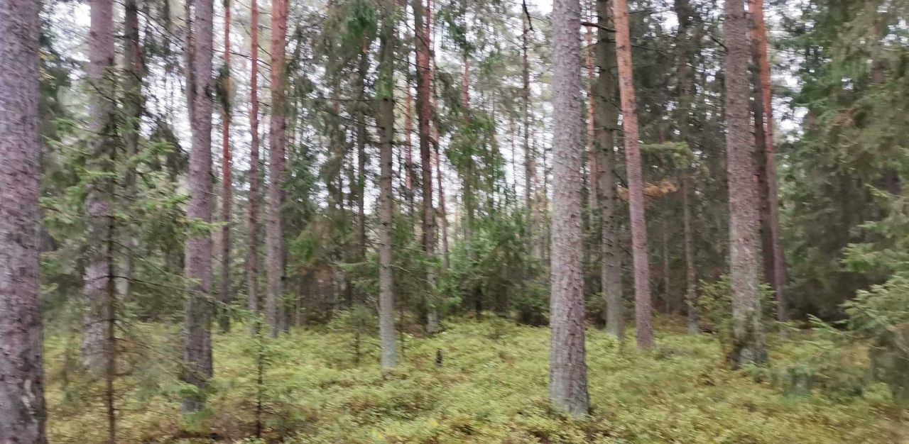 Działka leśna Motułka. Zdjęcie 1