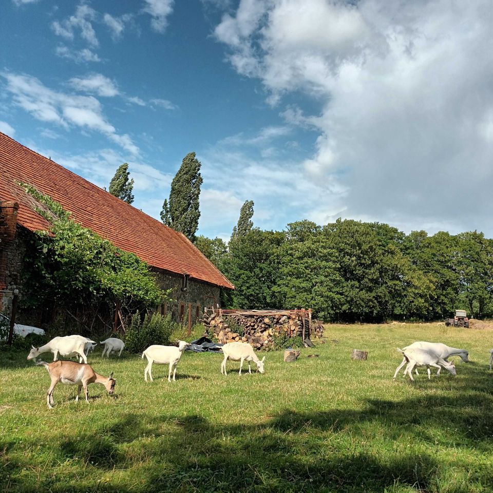 Działka Wilków Wielki. Zdjęcie 6