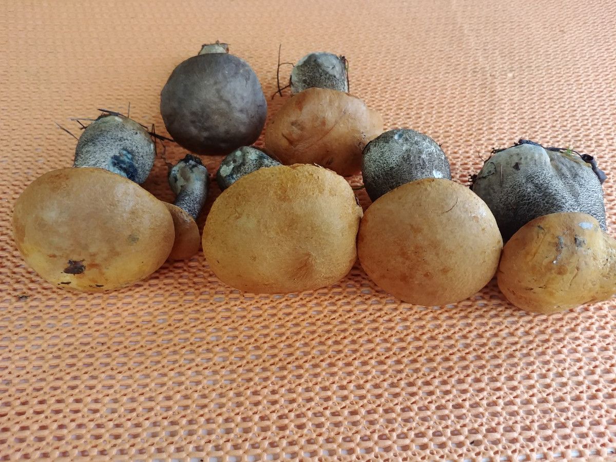 Działka budowlana Zofiówka, ul. Cienista. Zdjęcie 22