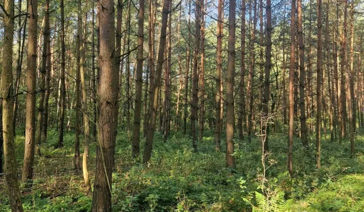 Działka leśna Wierzbica