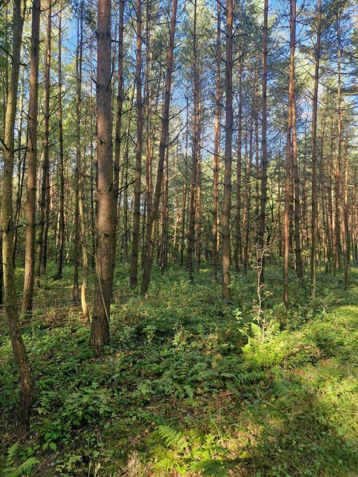 Działka leśna Kije. Zdjęcie 1