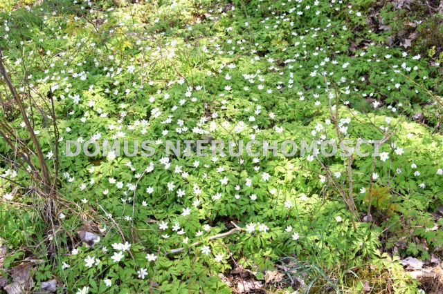 Działka leśna Grębosze. Zdjęcie 1