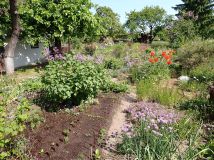 Działka rod Szczecin Gumieńce, ul. Ku Słońcu. Zdjęcie 2