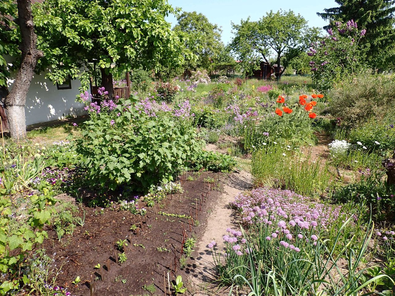 Działka rod Szczecin Gumieńce, ul. Ku Słońcu. Zdjęcie 3