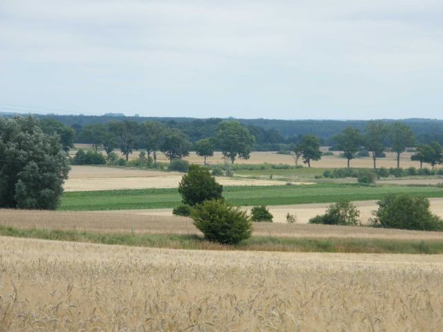 Działka rolna Cisowo. Zdjęcie 1
