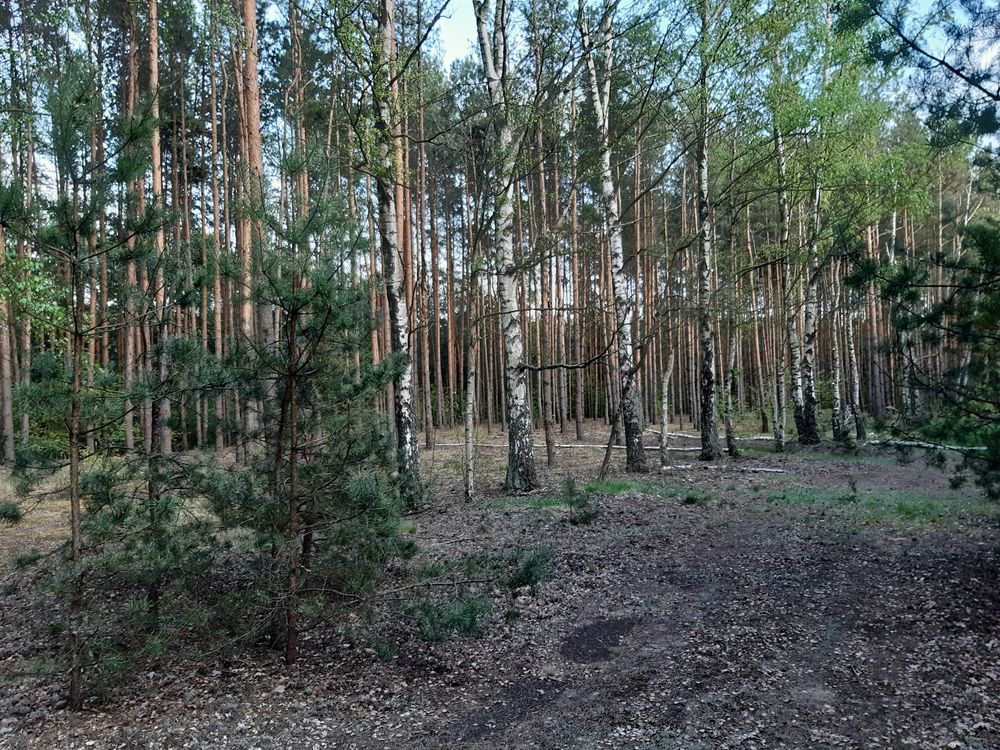 Działka rekreacyjna Kruczy Borek. Zdjęcie 2