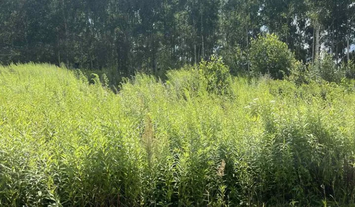 Działka budowlana Naglady, ul. Sportowa