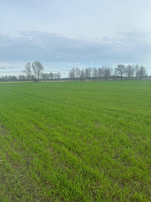 Działka budowlana Grójec Mały. Zdjęcie 4