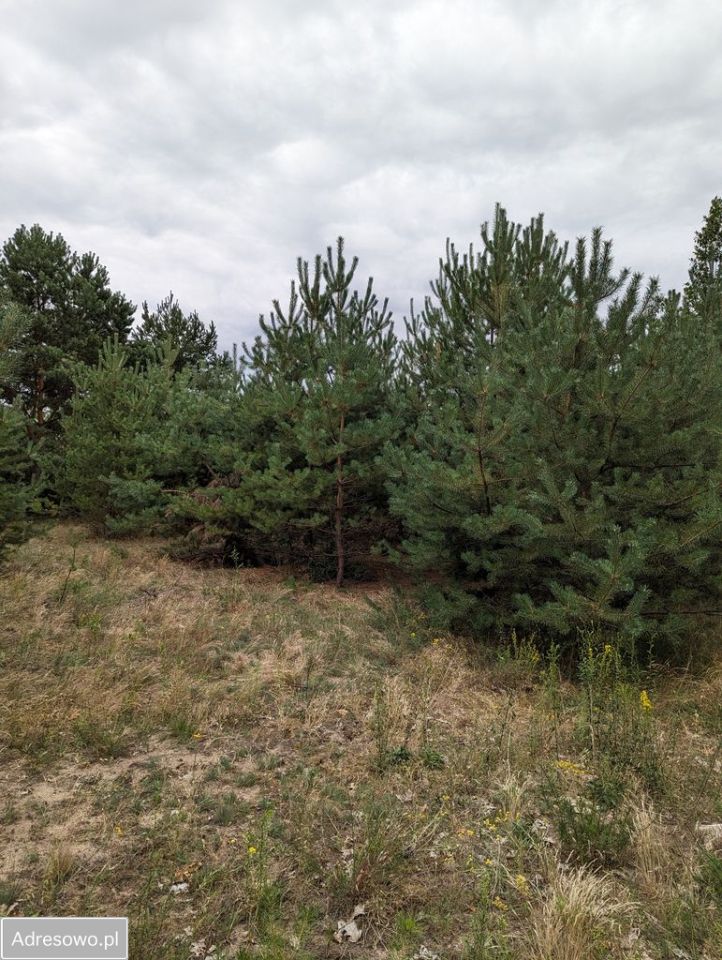 Działka rolno-budowlana Andrzejów. Zdjęcie 16