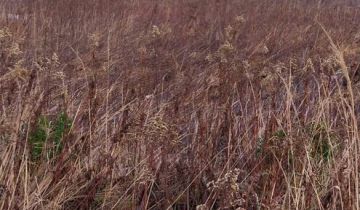 Działka budowlana Łozina