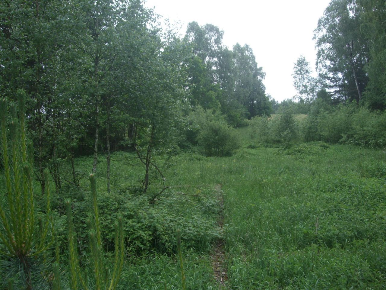 Działka siedliskowa Tymianka. Zdjęcie 3