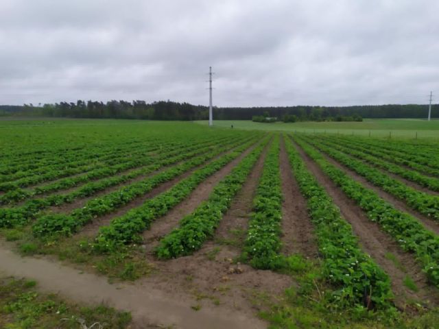 Działka rolna Rylsk. Zdjęcie 1