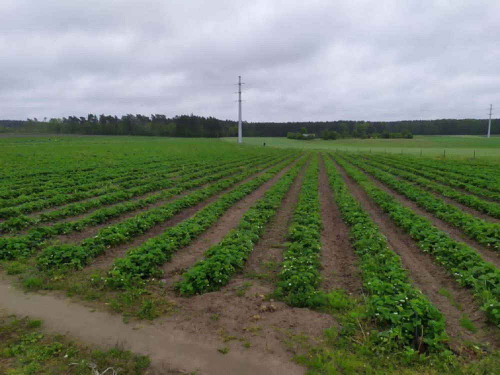 Działka rolna Rylsk. Zdjęcie 1
