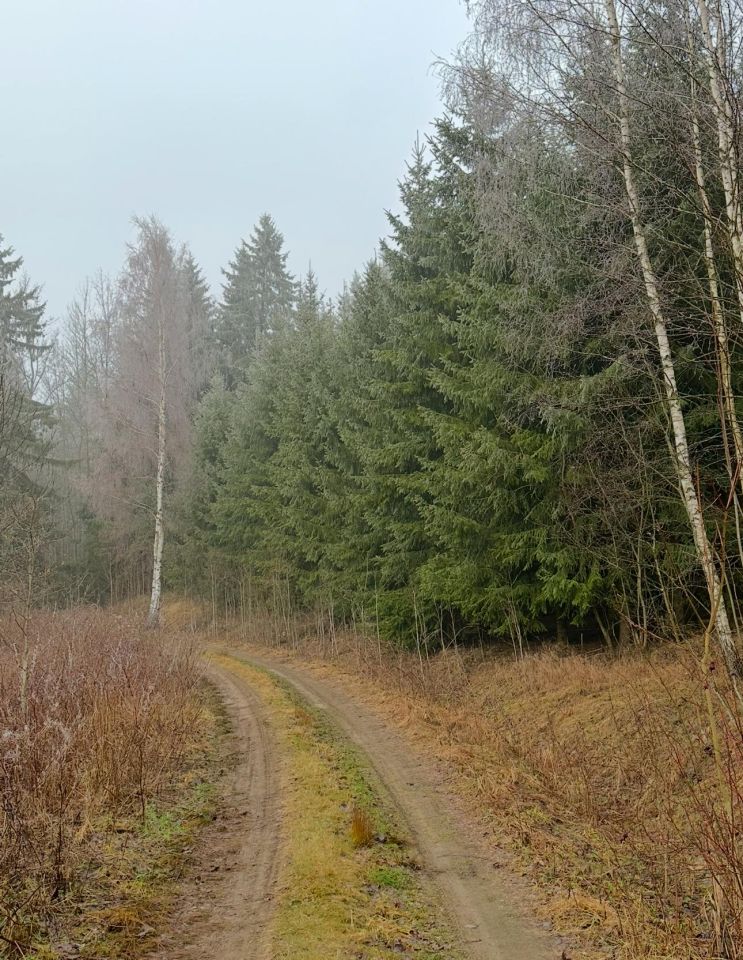 Działka leśna Kozaki. Zdjęcie 2