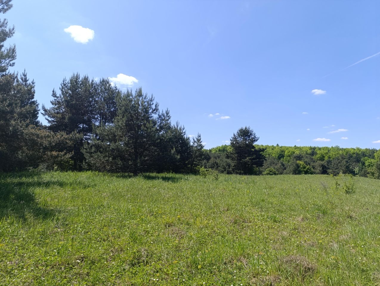 Działka budowlana Ryczówek Pod Lasem, ul. Krzewowa