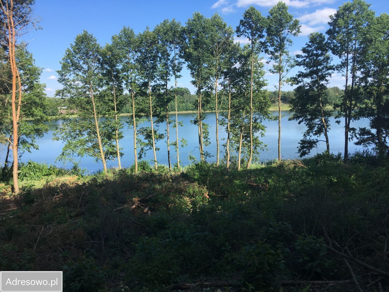 Działka leśna Anastazewo. Zdjęcie 8