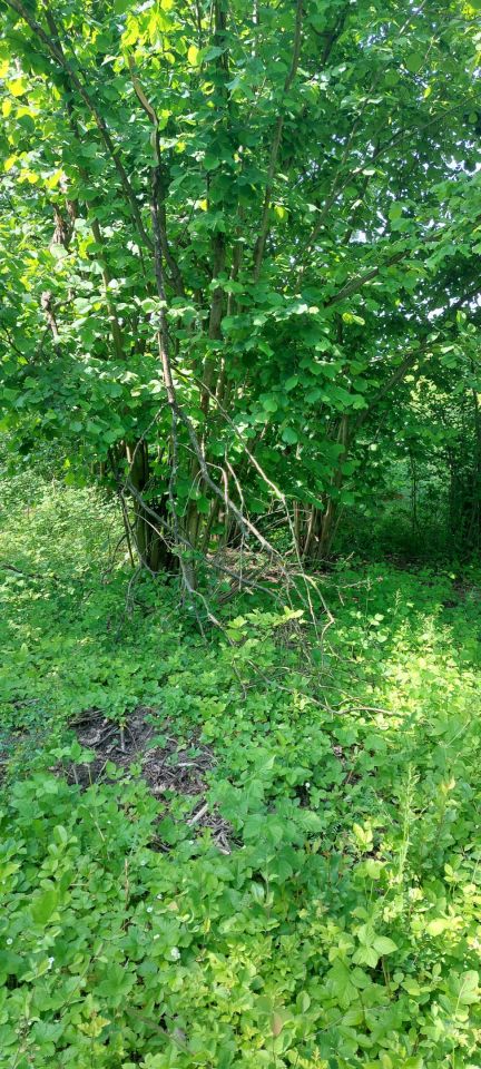 Działka budowlana Radom Krychnowice, Ludwinowska24. Zdjęcie 5