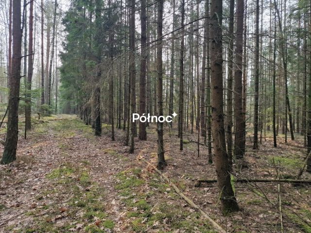Działka leśna Poniklica. Zdjęcie 1