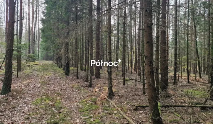 Działka leśna Poniklica