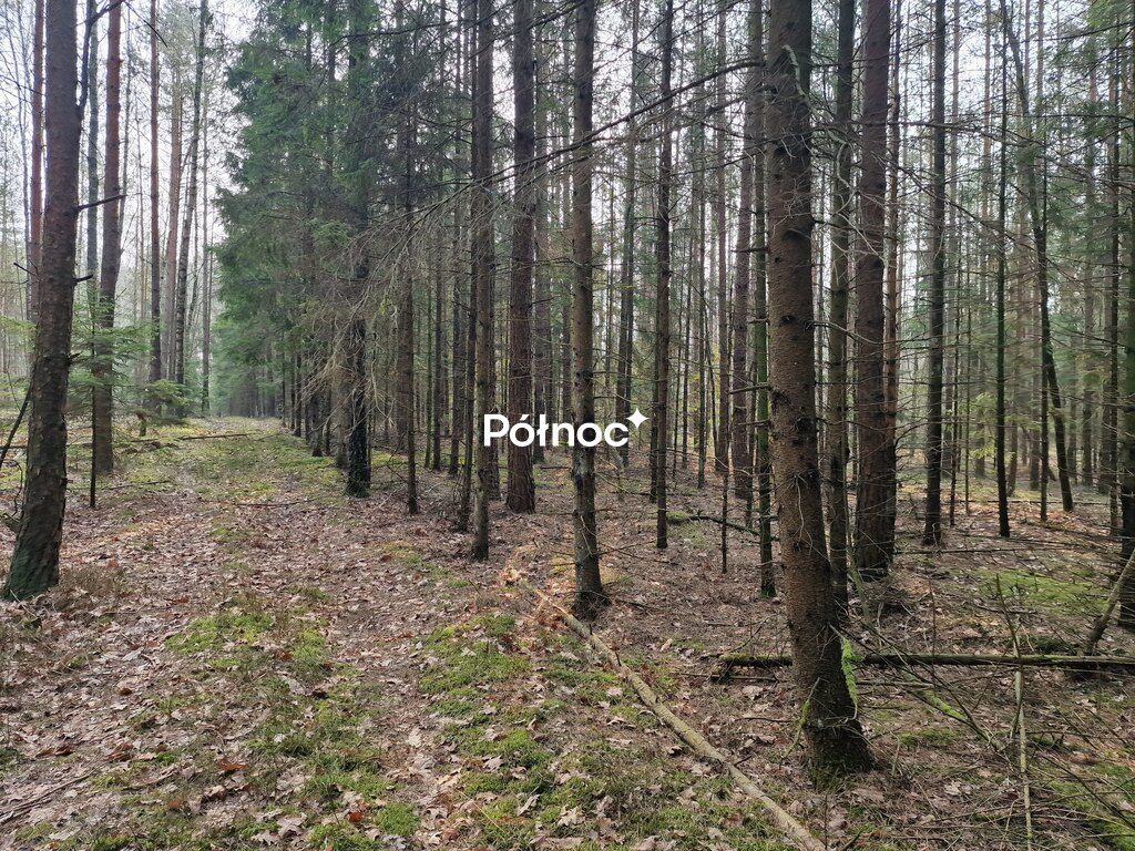Działka leśna Poniklica. Zdjęcie 1