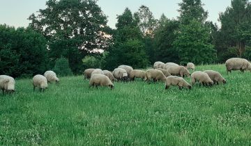 Działka siedliskowa Krzywe