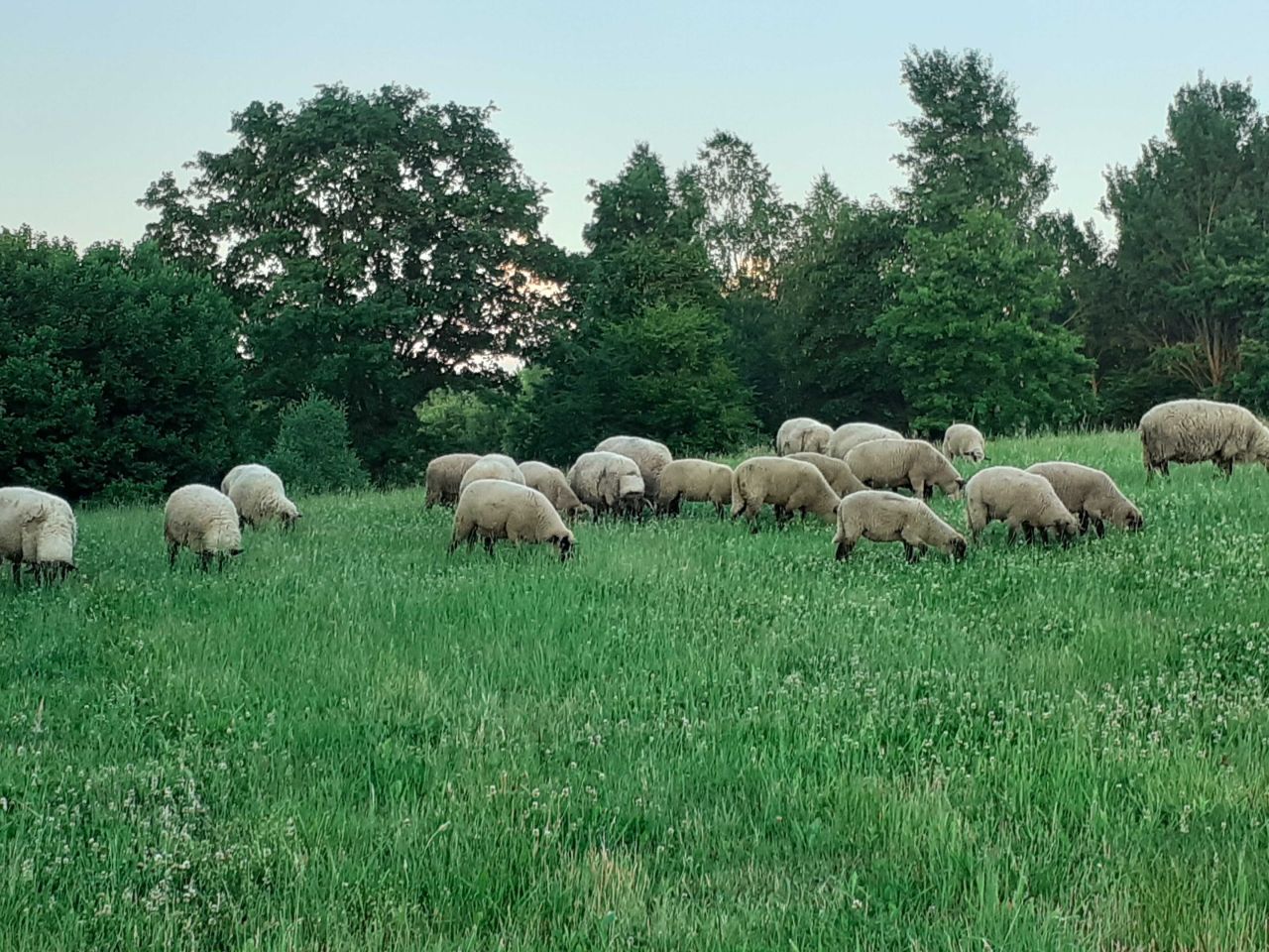 Działka siedliskowa Krzywe. Zdjęcie 2