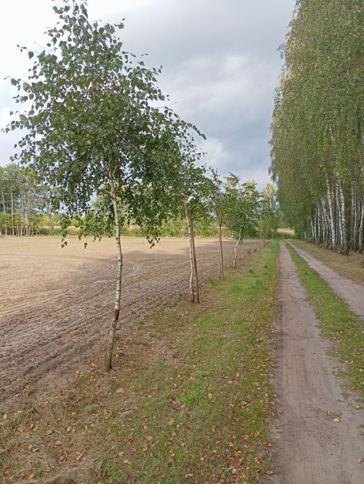 Działka budowlana Ciemniewo. Zdjęcie 1