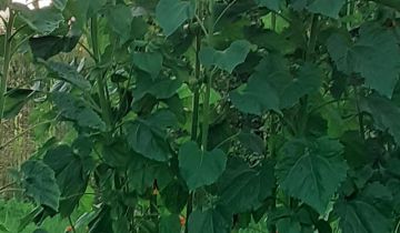 Działka rod Wrocław Fabryczna, ul. Grabiszyńska