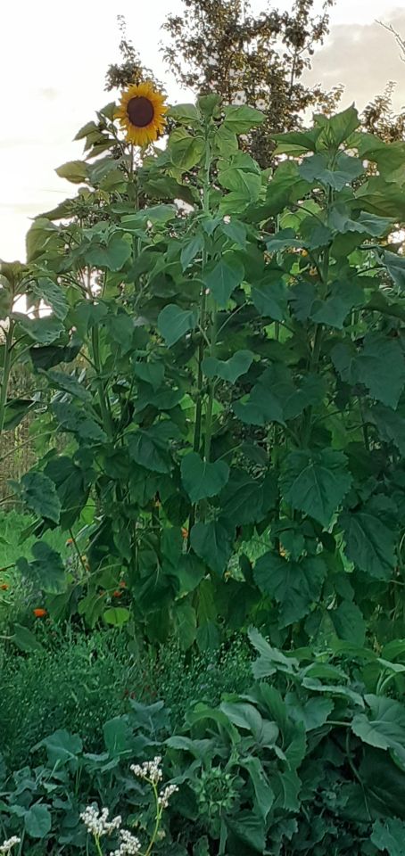 Działka rod Wrocław Fabryczna, ul. Grabiszyńska. Zdjęcie 2