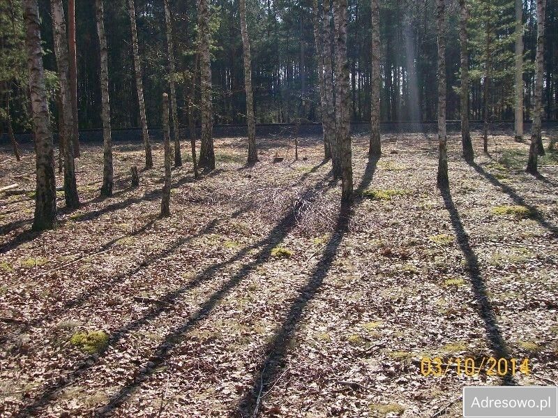 Działka leśna Wólka Radzymińska