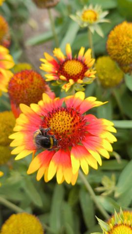 Działka rekreacyjna Opole Zaodrze, pl. Ludomira Różyckiego. Zdjęcie 1