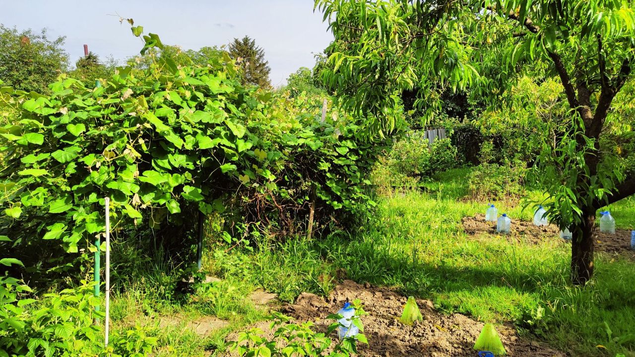 Działka rod Warszawa Siekierki, ul. Santocka. Zdjęcie 5