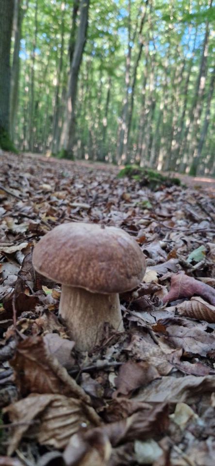 Działka budowlana Grzybowo. Zdjęcie 4