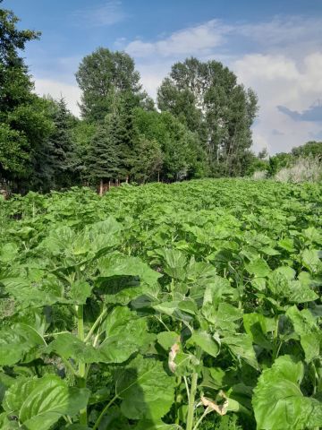 Działka rolno-budowlana Widuchowa. Zdjęcie 1