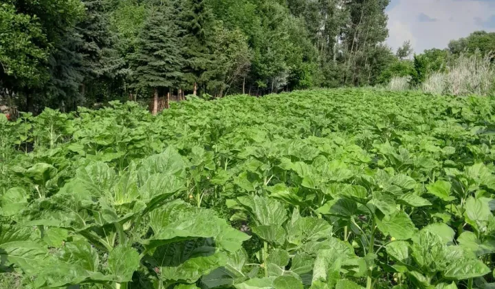 Działka rolno-budowlana Widuchowa