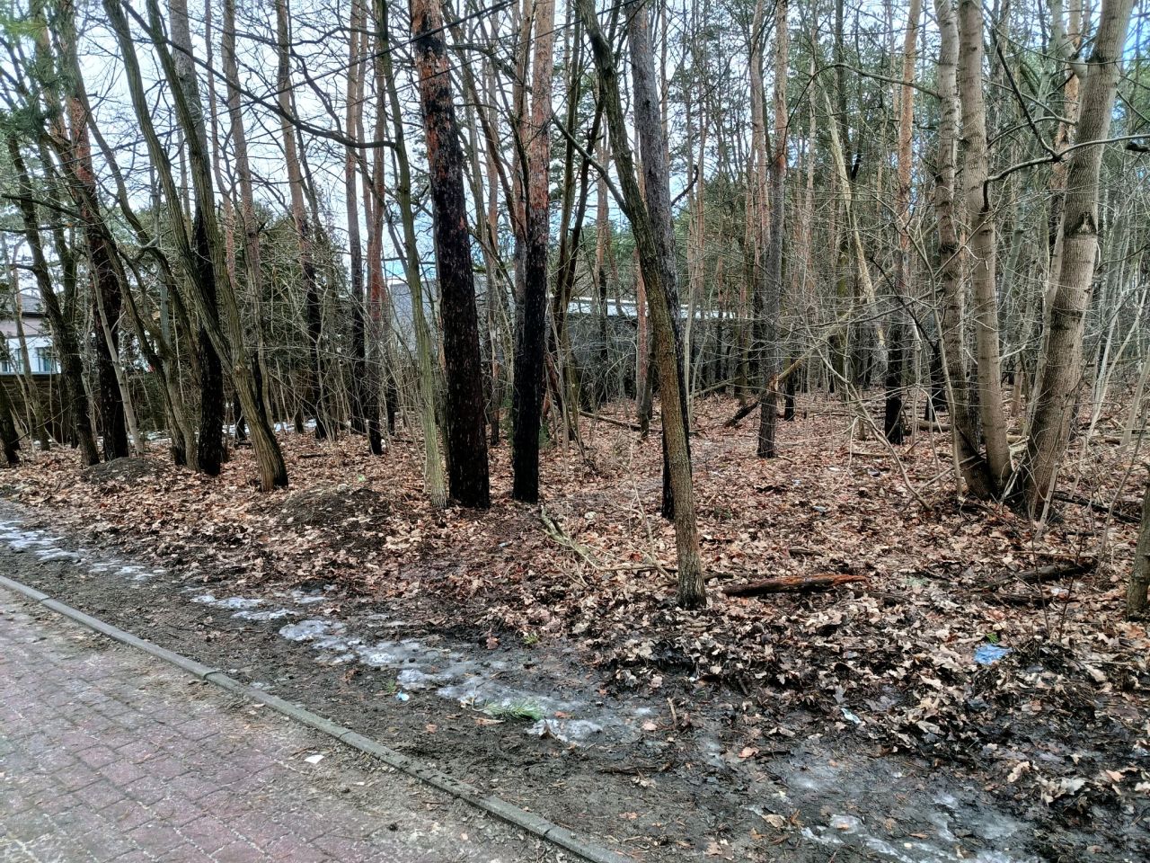 Działka leśna Legionowo, ul. Aleja Legionów. Zdjęcie 8