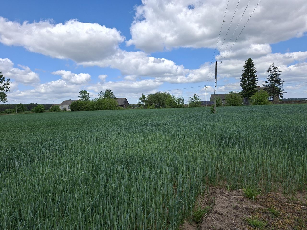 Działka rolno-budowlana Białaszewo-Kolonia, Białaszewo kolonia. Zdjęcie 7
