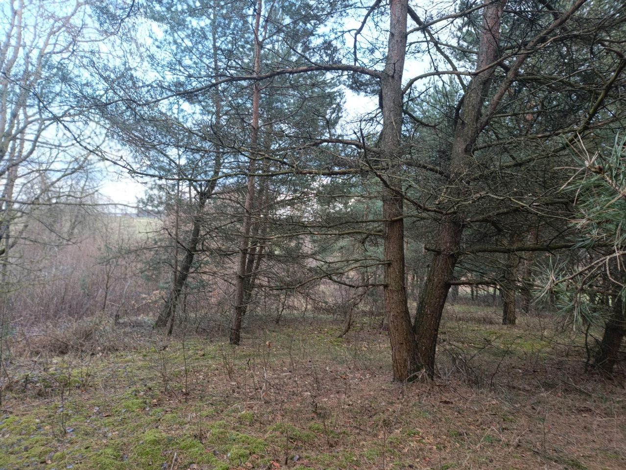 Działka budowlana Wylazłowo. Zdjęcie 12